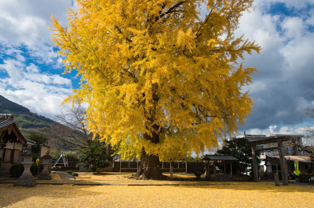 黄色の絨毯の大イチョウの紅葉