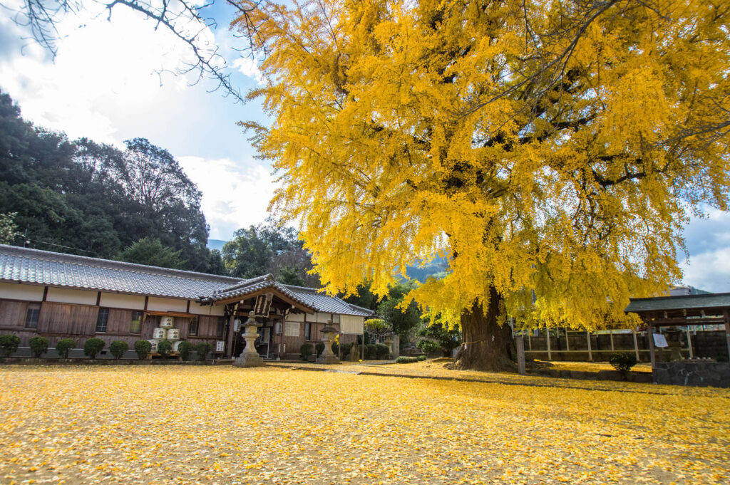 丹生酒殿神社の大イチョウの紅葉