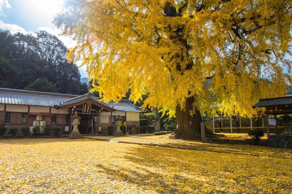 黄色の絨毯の大イチョウの紅葉の写真画像