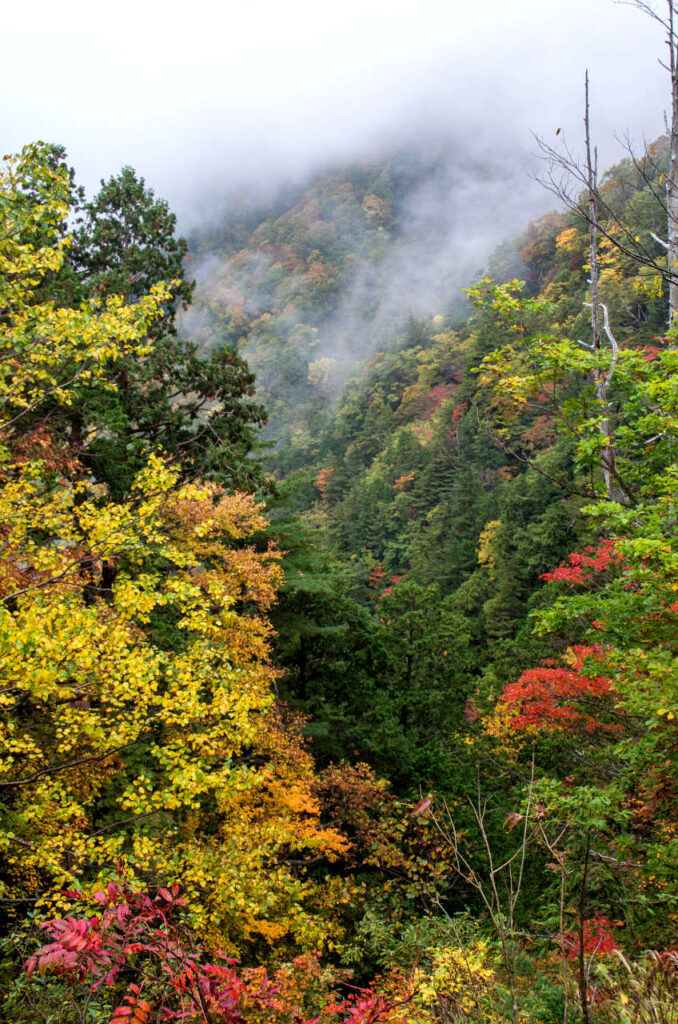 霧がかかって幻想的な天生峠の紅葉