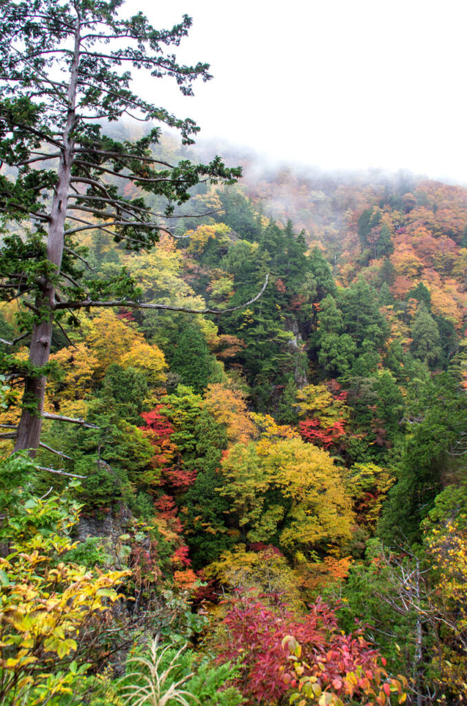 色鮮やかな天生峠の紅葉の写真画像