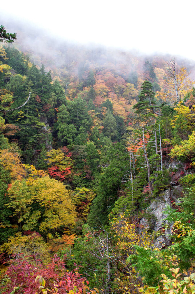 霧がかかって幻想的な天生峠の紅葉の写真画像