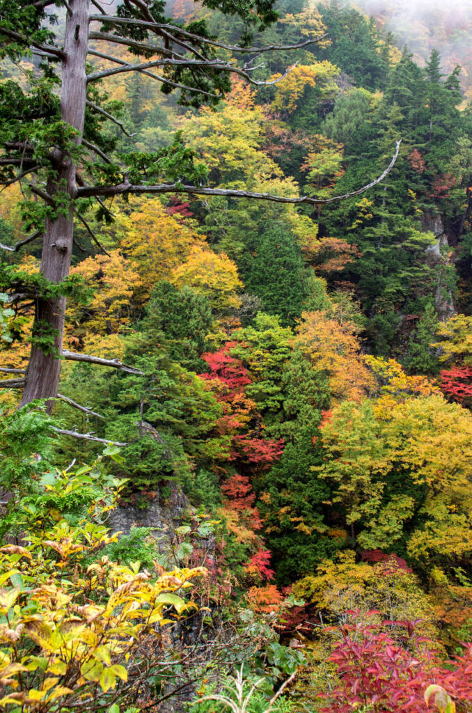 色鮮やかな天生峠の紅葉の写真画像