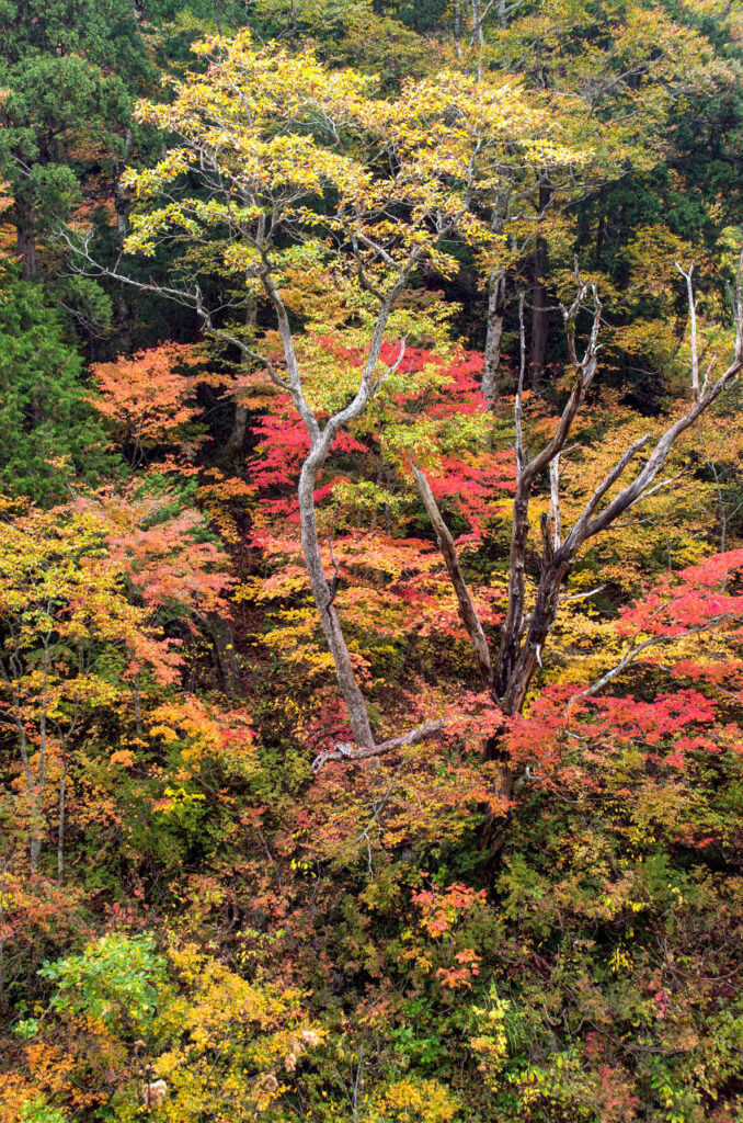 色鮮やかな天生峠の紅葉の写真画像