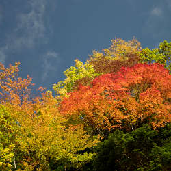 高野山～龍神スカイラインの紅葉