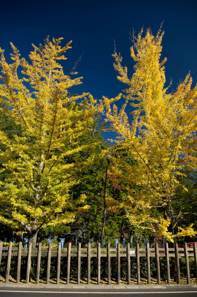 高野山の紅葉の写真画像