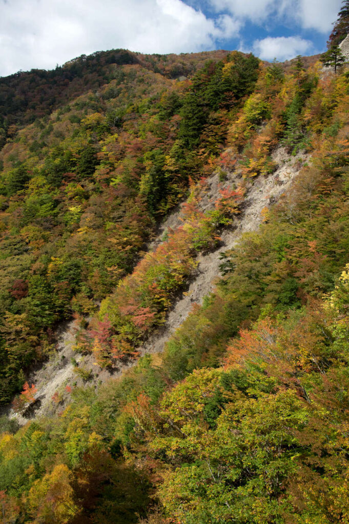 龍神スカイラインの紅葉の写真画像