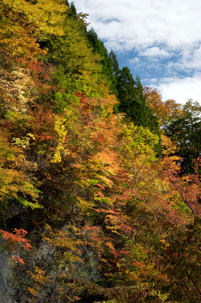 龍神スカイラインの紅葉の写真画像