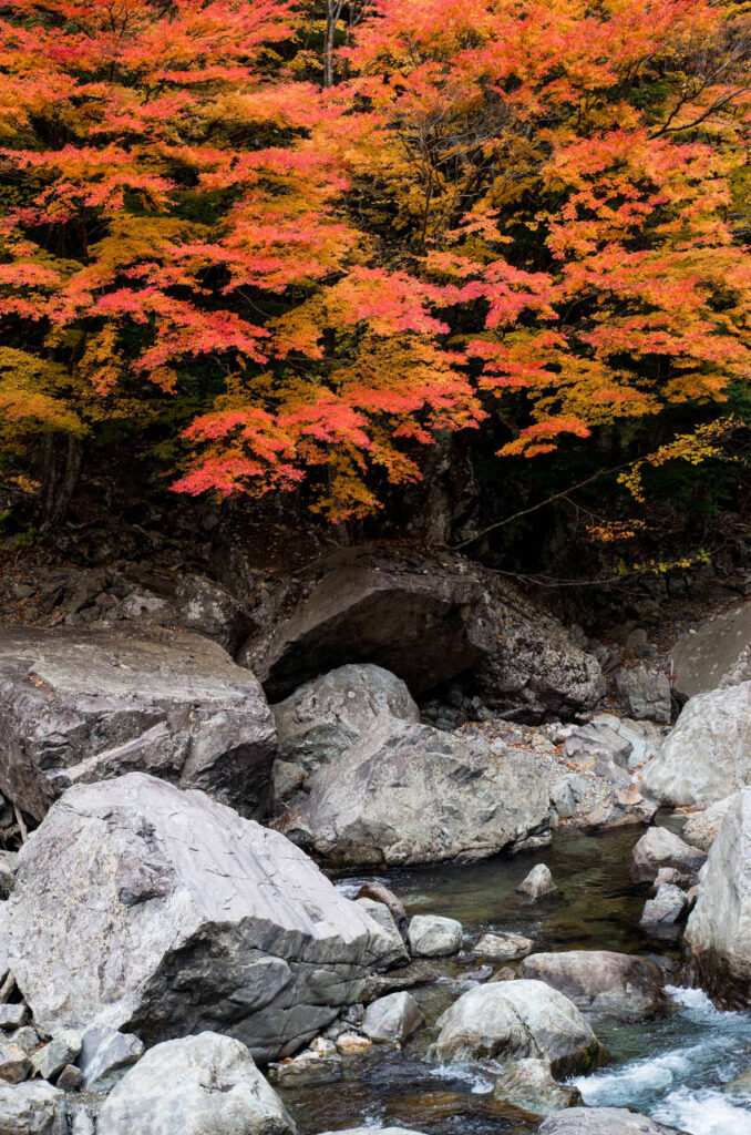 オレンジに色づいた天の川のモミジ写真