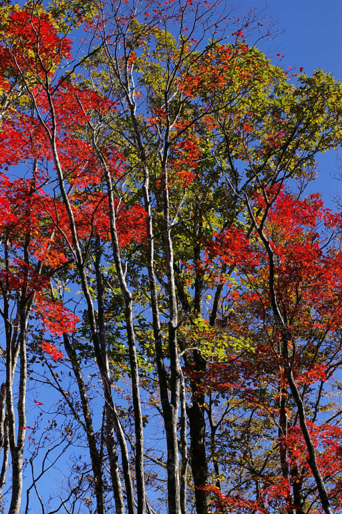 奥千丈林道沿いの紅葉