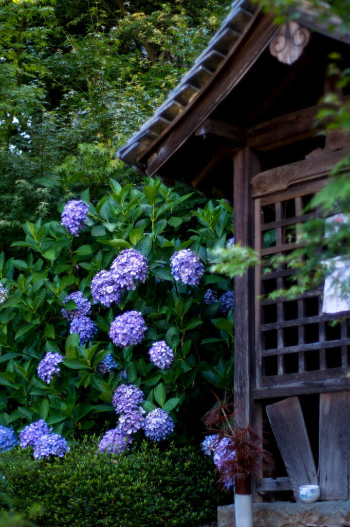 長慶寺の紫陽花