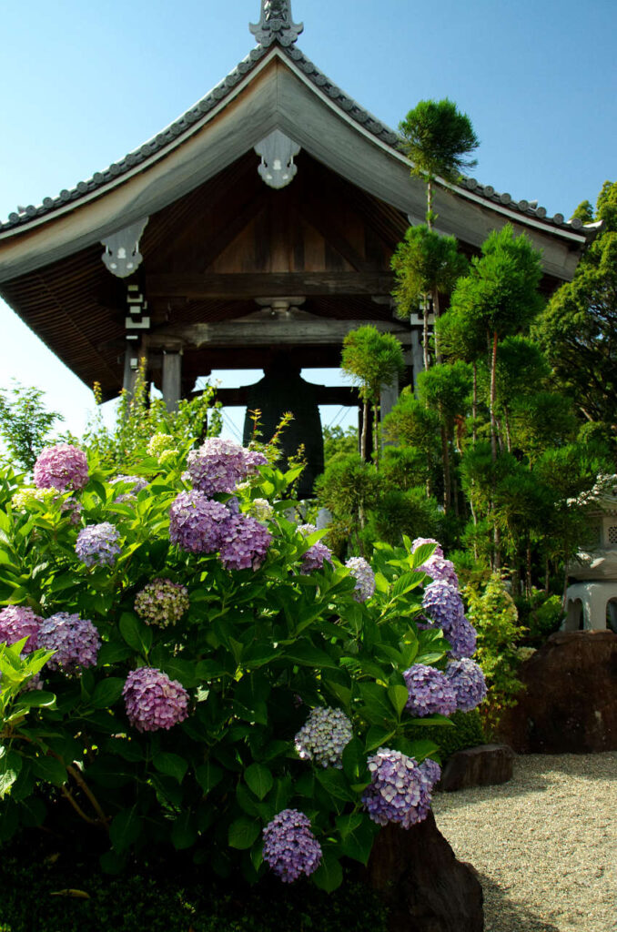 長慶寺の鐘楼と紫陽花の写真画像