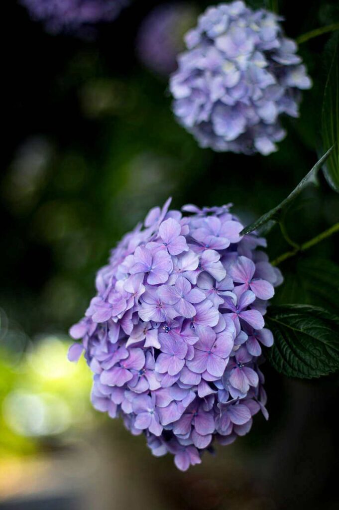 長慶寺の紫陽花