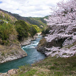 有田川、明恵峡温泉下の桜