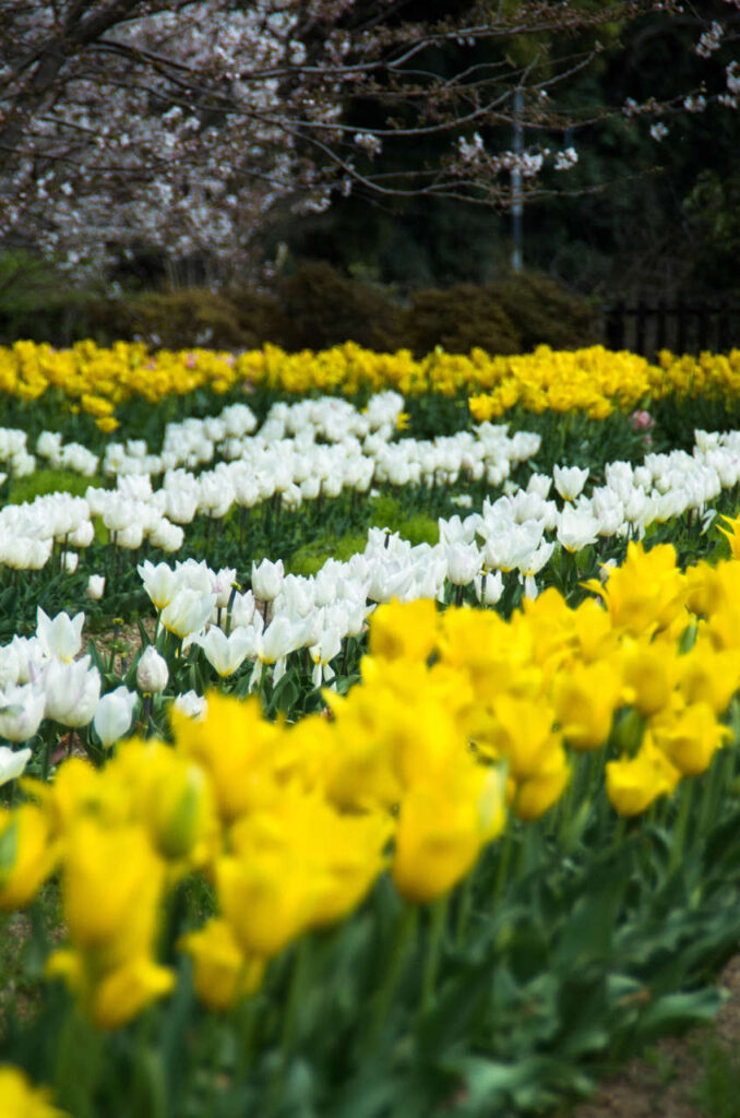 日高川沿いのチューリップと桜