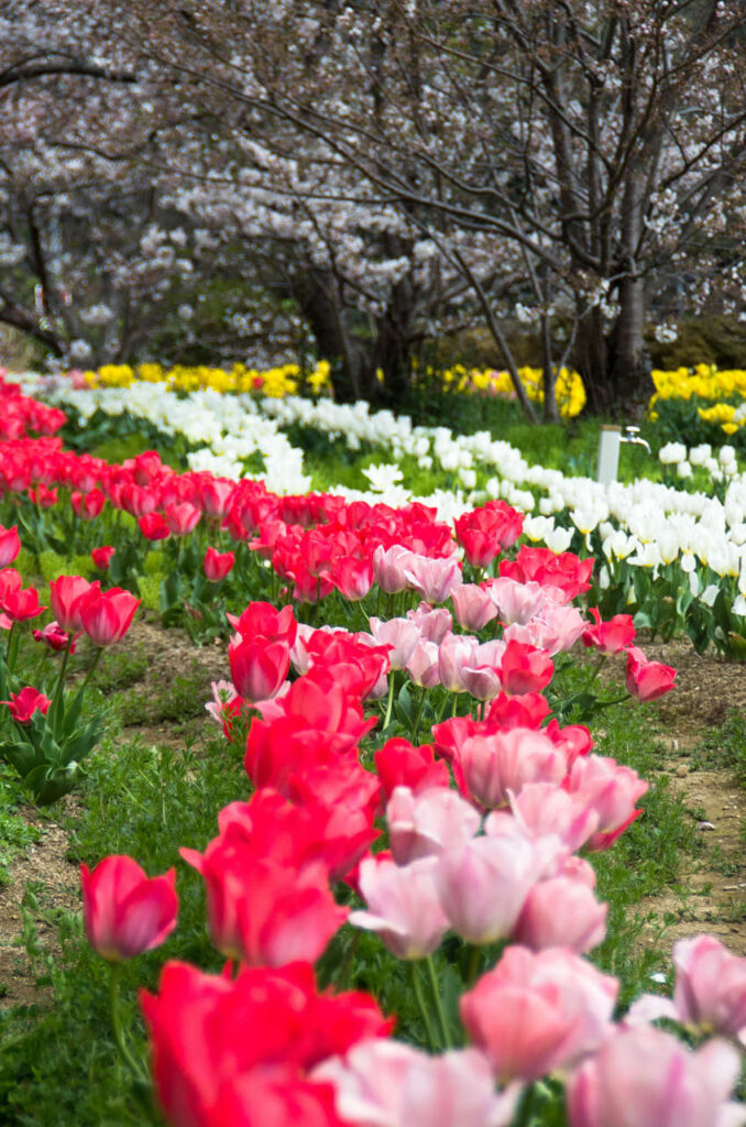 日高川沿いのチューリップと桜