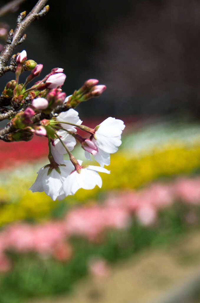 日高川沿いのチューリップと桜