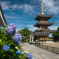 長慶寺の紫陽花 2021