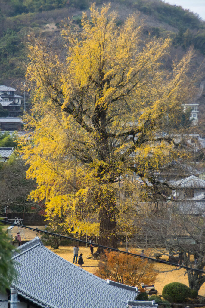 丹生酒殿神社大イチョウ2021