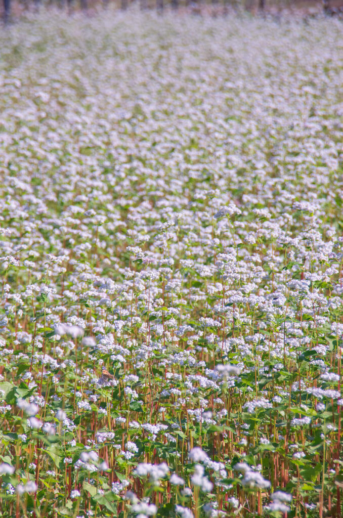 貴志川沿いコスモスと熊蜂