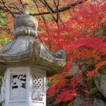 東吉野村・天誅組史跡公園周辺のモミジ