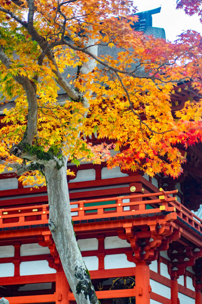 高野山の紅葉2023