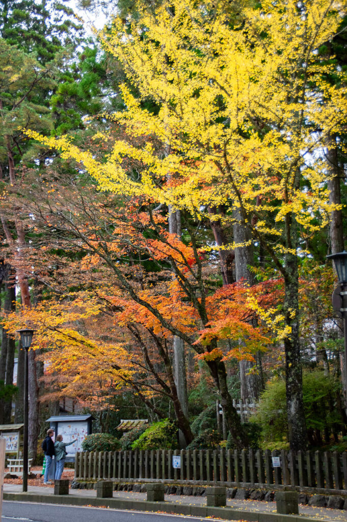 高野山の紅葉2023