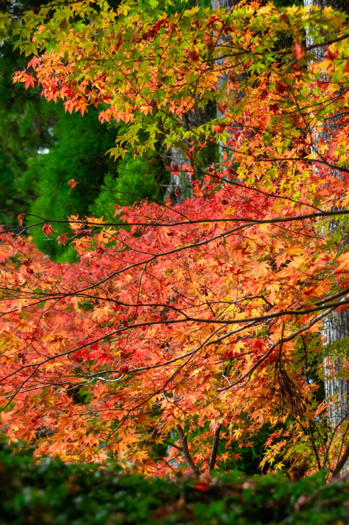 高野山の紅葉2023