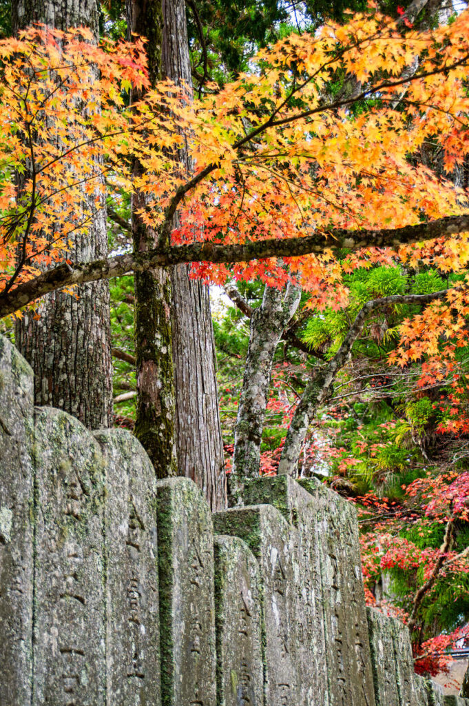 高野山の紅葉2023