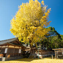 長谷丹生神社