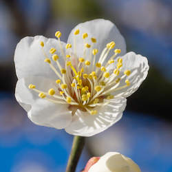 紀の川沿いの梅の花