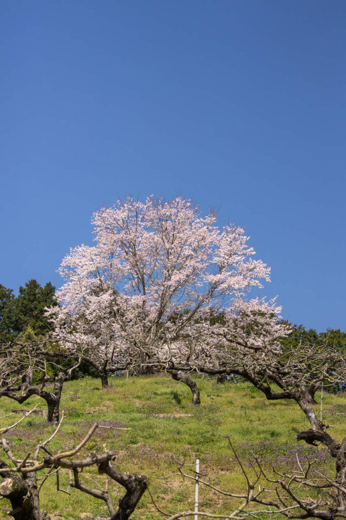 橋本で見つけた丘の上の桜