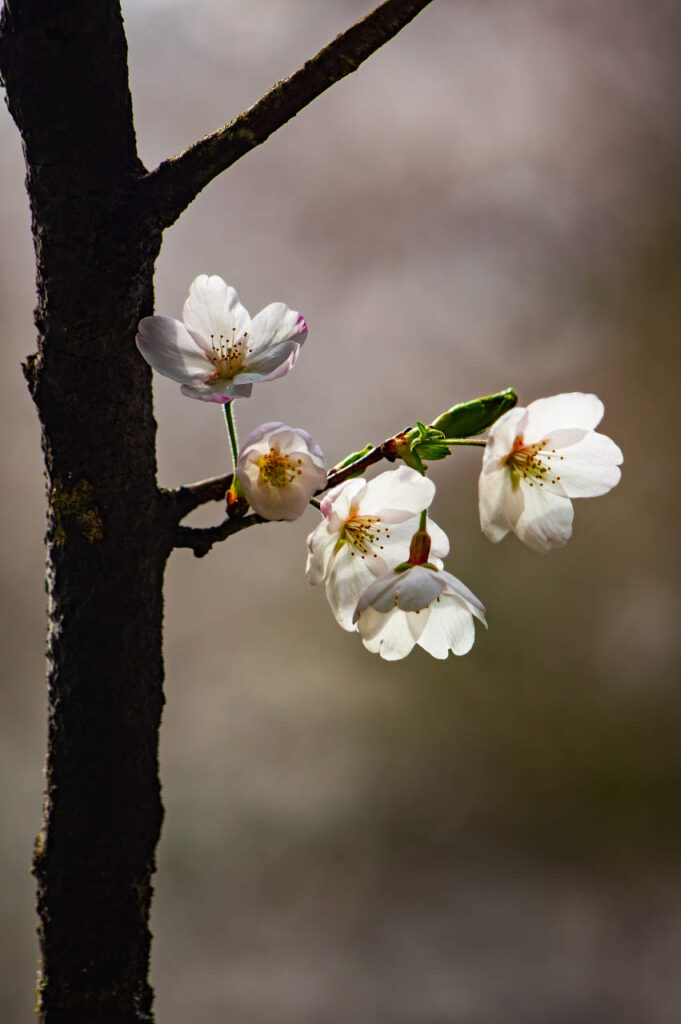 胴吹き桜とシャクナゲ(石楠花)