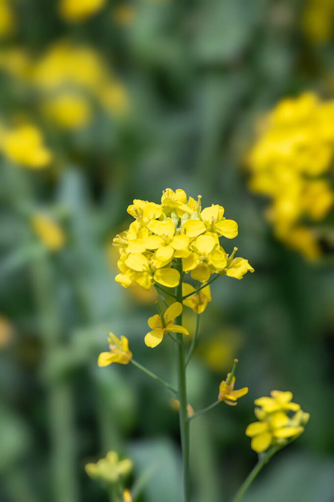 桃山町の桃の花と菜の花