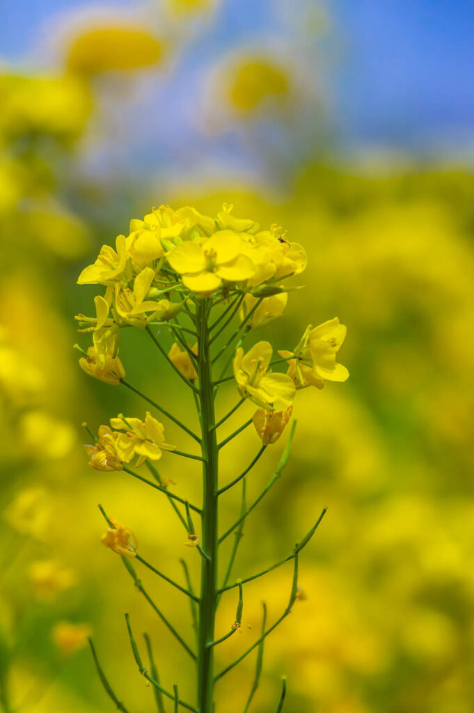 桃山町の桃の花と菜の花