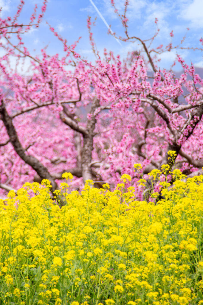 桃山町の桃の花と菜の花