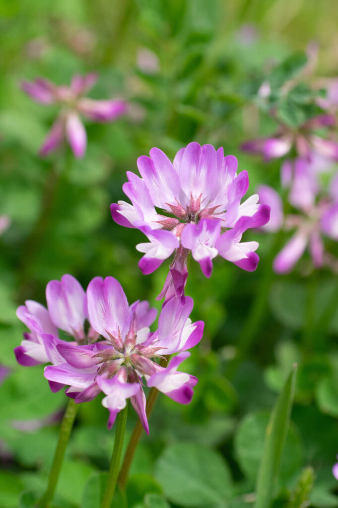 貴志川の蓮華草