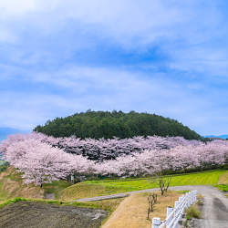 奈良県御所市の別所池の桜