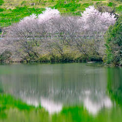 五條市西吉野町　一の木ダムの桜