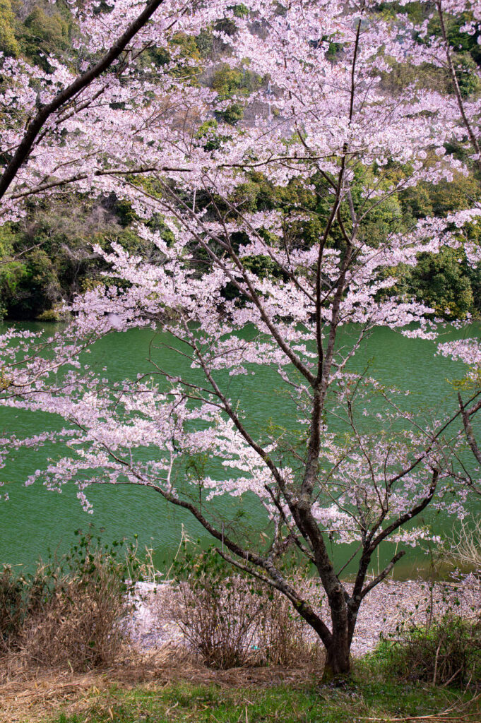 五條市西吉野町　一の木ダムの桜