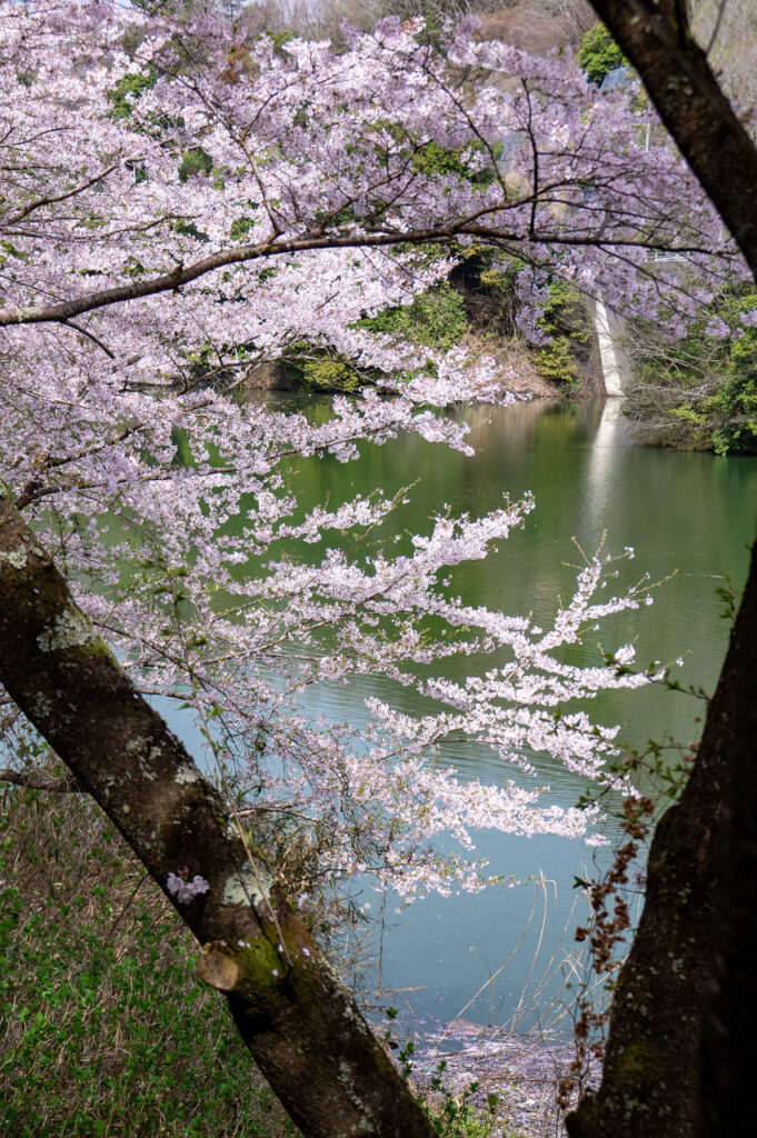 五條市西吉野町　一の木ダムの桜