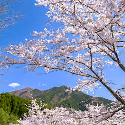 道の駅 吉野路大塔前の桜