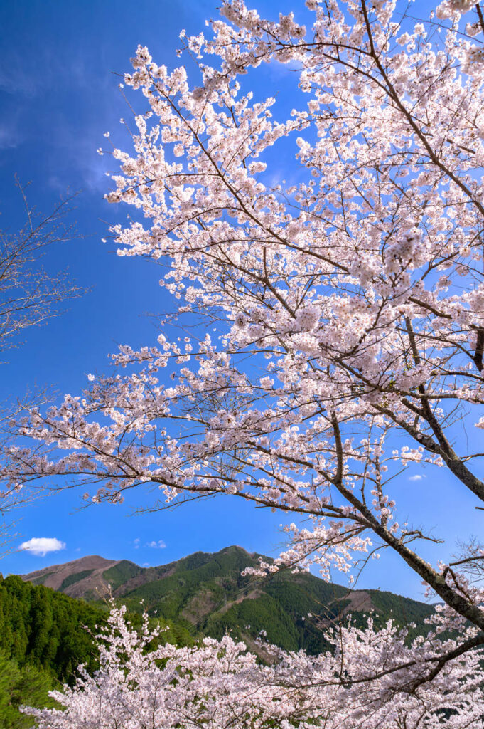 道の駅 吉野路大塔前の桜