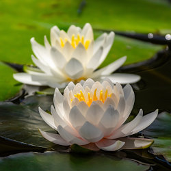 丹生大師の水蓮の花