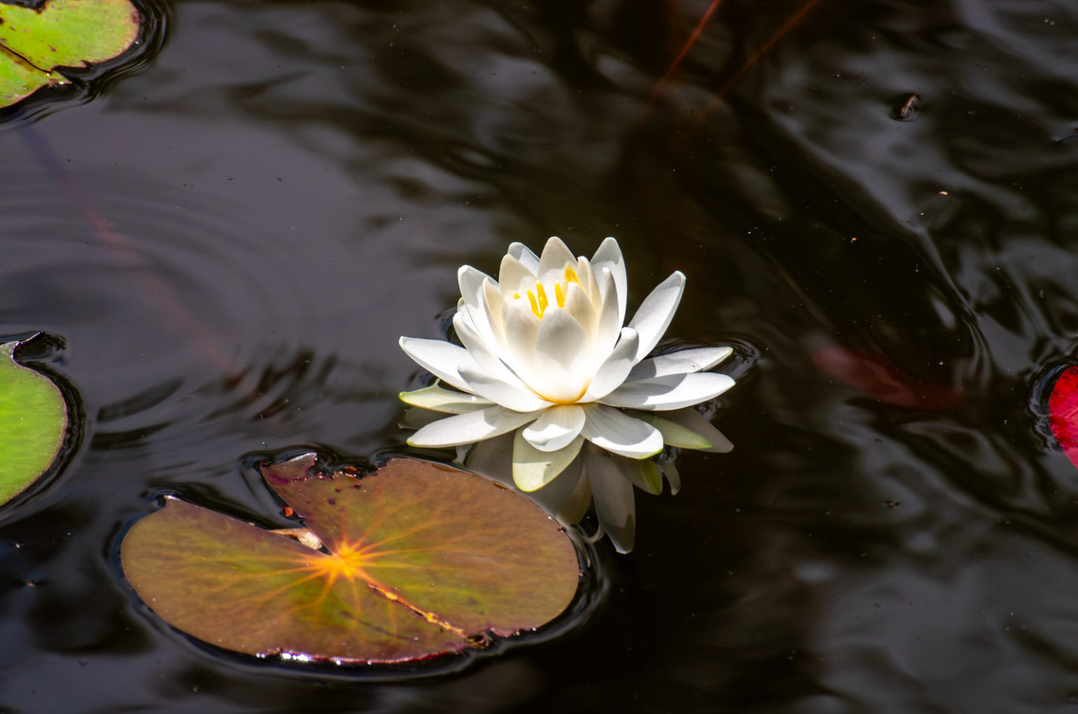 丹生大師の水蓮の花