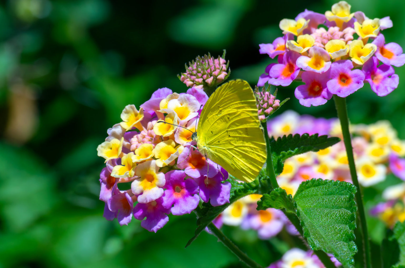 ランタナの花にとまる黄色い蝶々