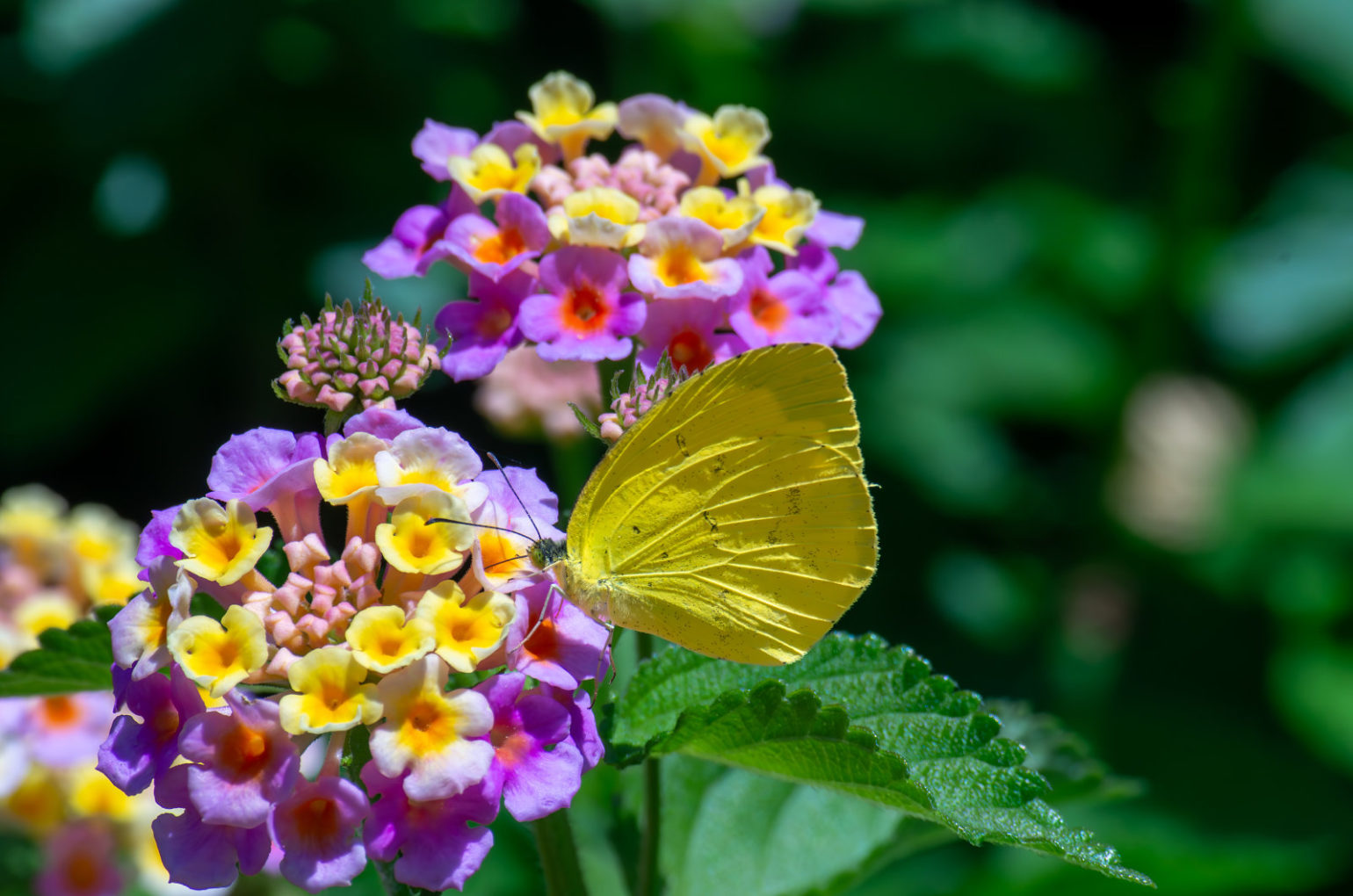 ランタナの花にとまる黄色い蝶々