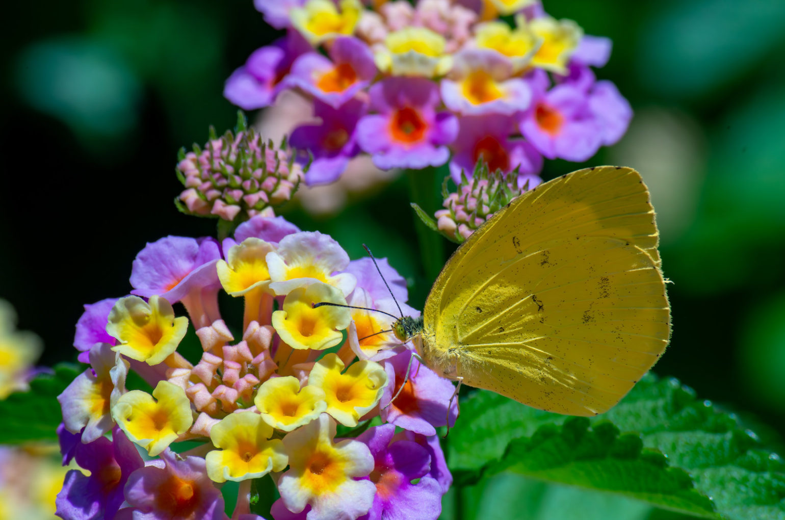 ランタナの花にとまる黄色い蝶々