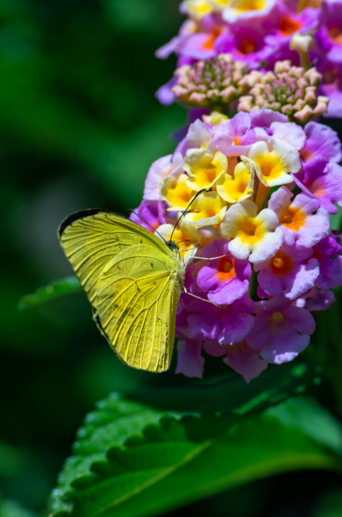 ランタナの花にとまる黄色い蝶々