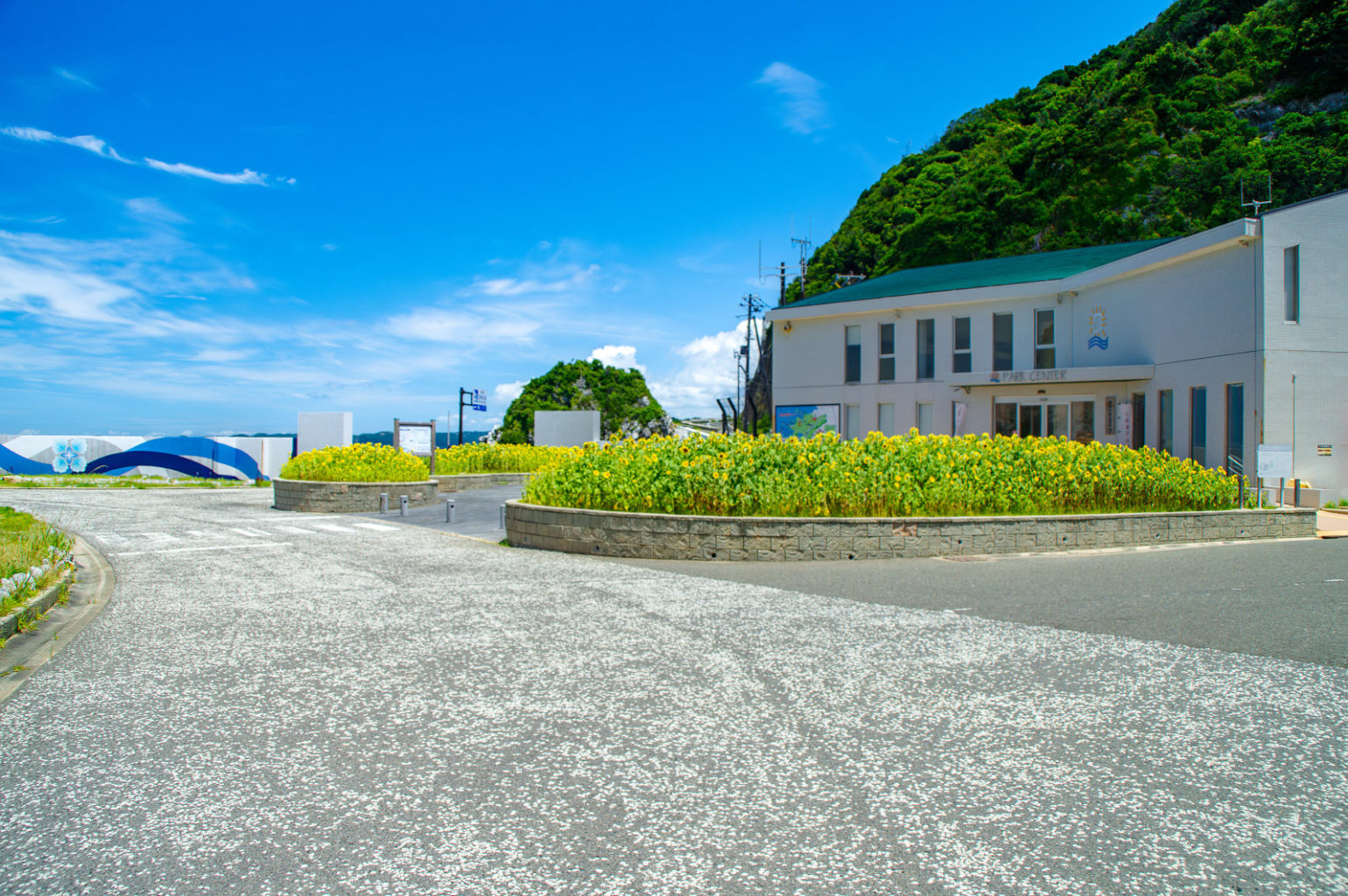 白崎海洋公園の向日葵